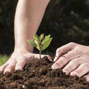 Agriculture Initiative